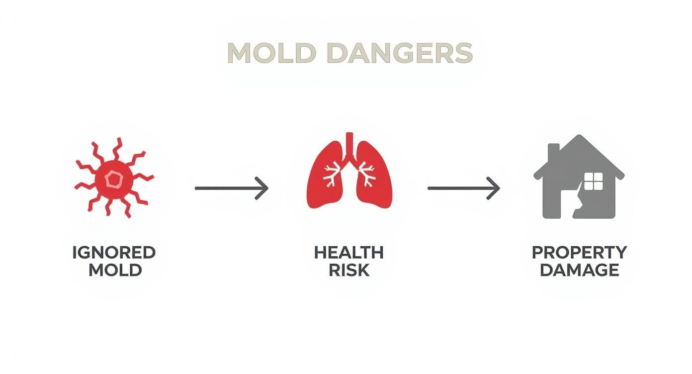 Mold dangers infographic illustrating progression from ignored mold to health risks and property damage, emphasizing the importance of professional remediation.