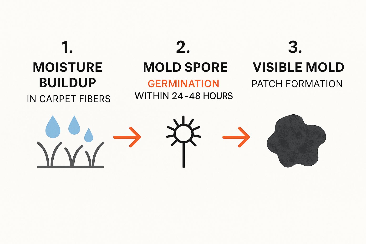 Infographic illustrating the timeline of mold growth in carpets: showing moisture buildup in carpet fibers, mold spore germination within 24-48 hours, and visible mold patch formation.