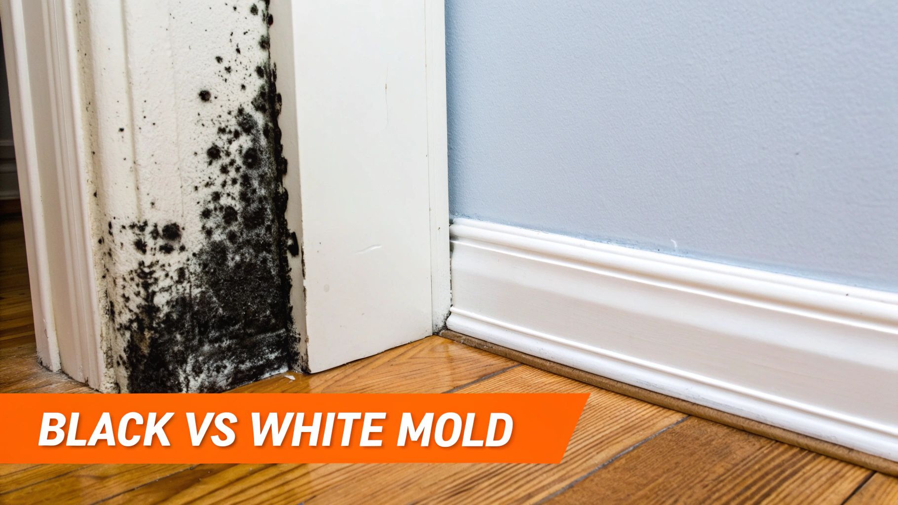 Extensive black mold growth on a white door frame, contrasting with a clean blue wall.