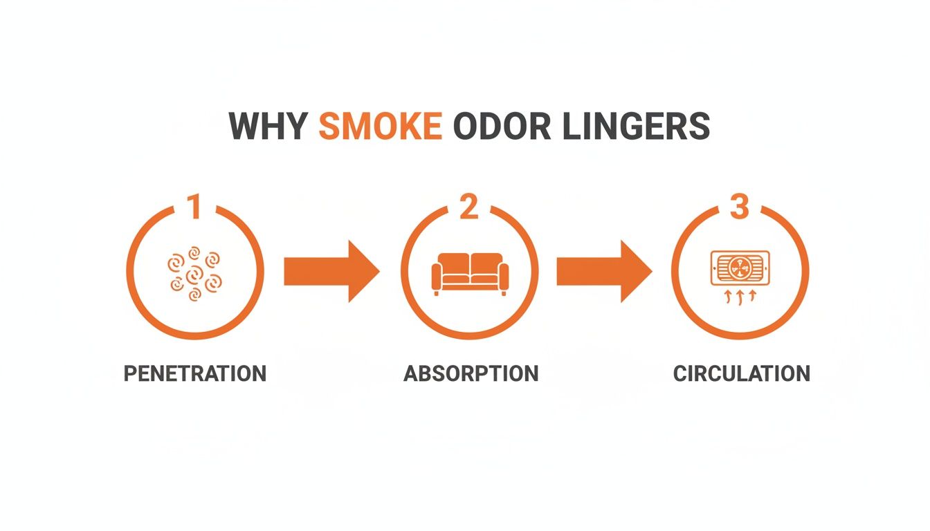 A diagram illustrating the three steps of why smoke odor lingers: penetration, absorption, and circulation.