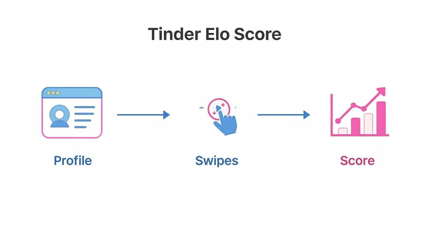 Infographic about elo score tinder