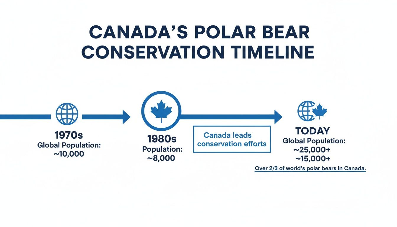 Canada's Polar Bear Conservation Timeline: Shows population changes. 1970s: ~10,000, 1980s: ~8,000, Today: ~25,000+ globally.