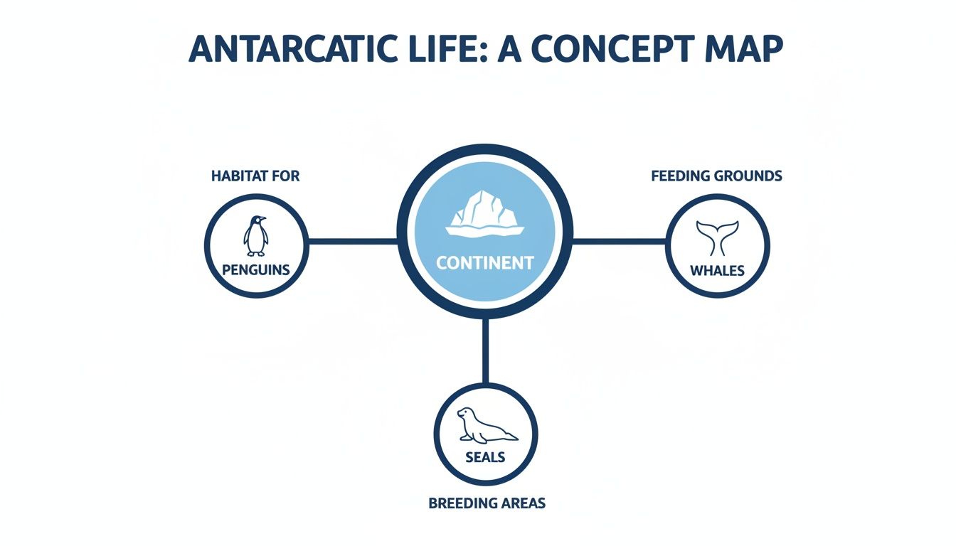 Concept map about Antarctic life, showing continent, penguins, whales, and seals.
