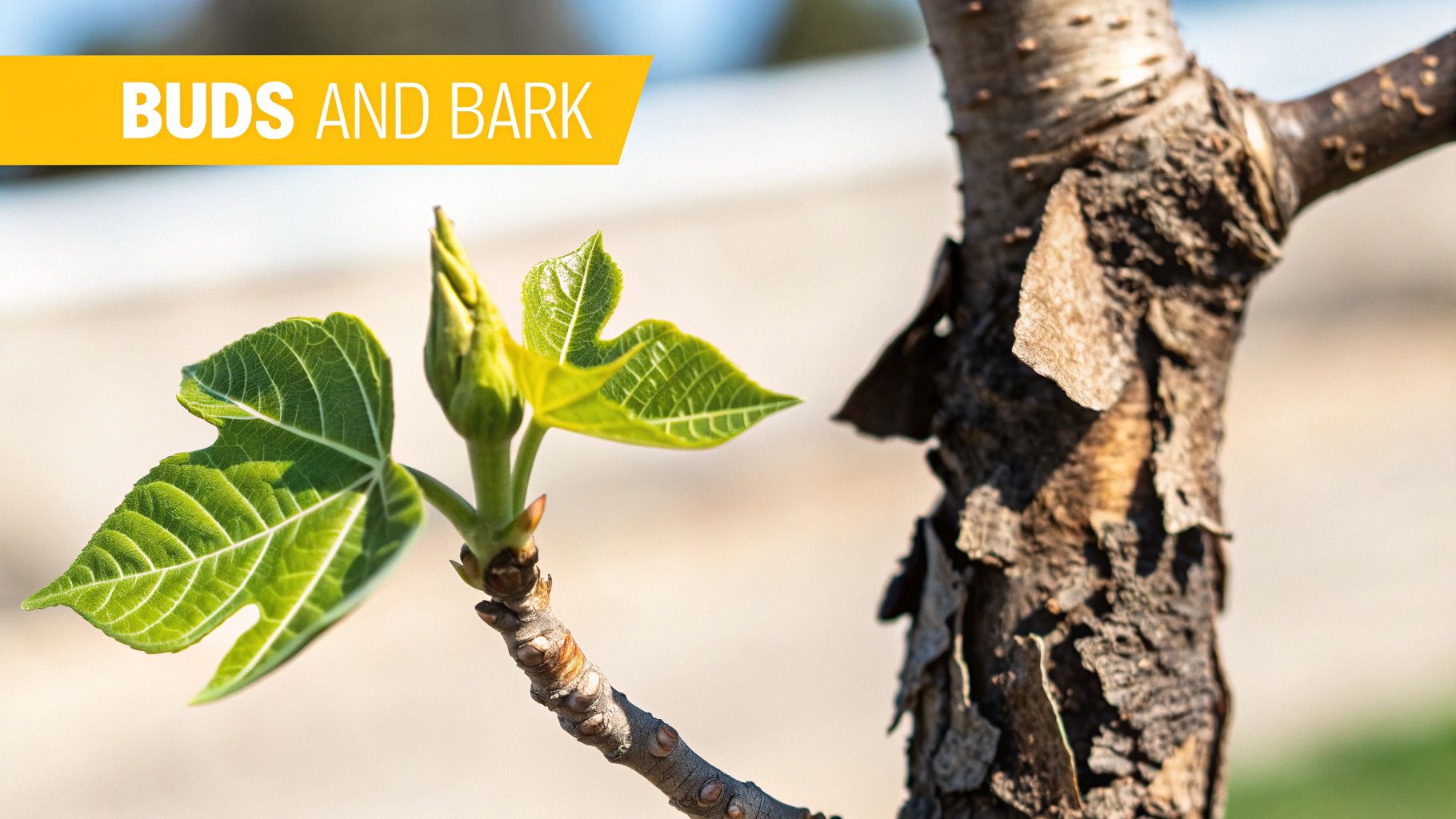 A tree branch with new green leaves and buds next to rough, peeling bark.