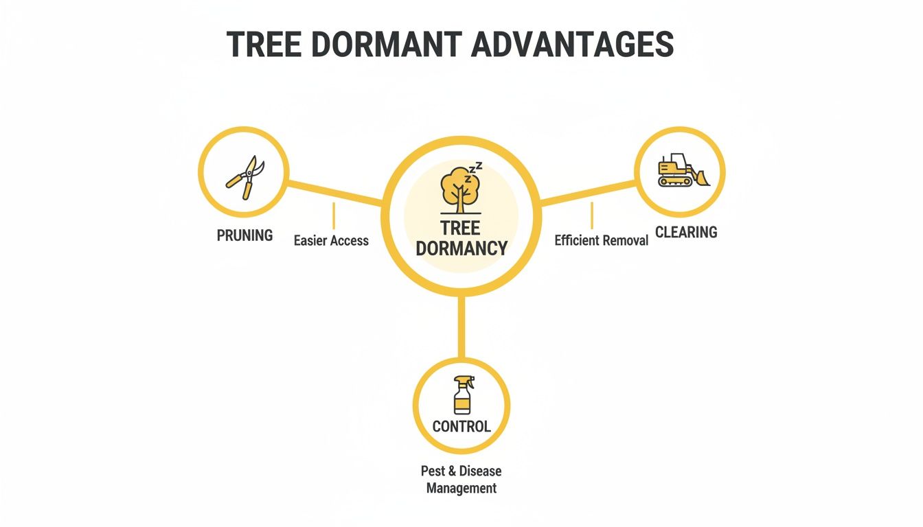 Infographic illustrating tree dormant advantages: easier pruning, efficient clearing, and pest control.