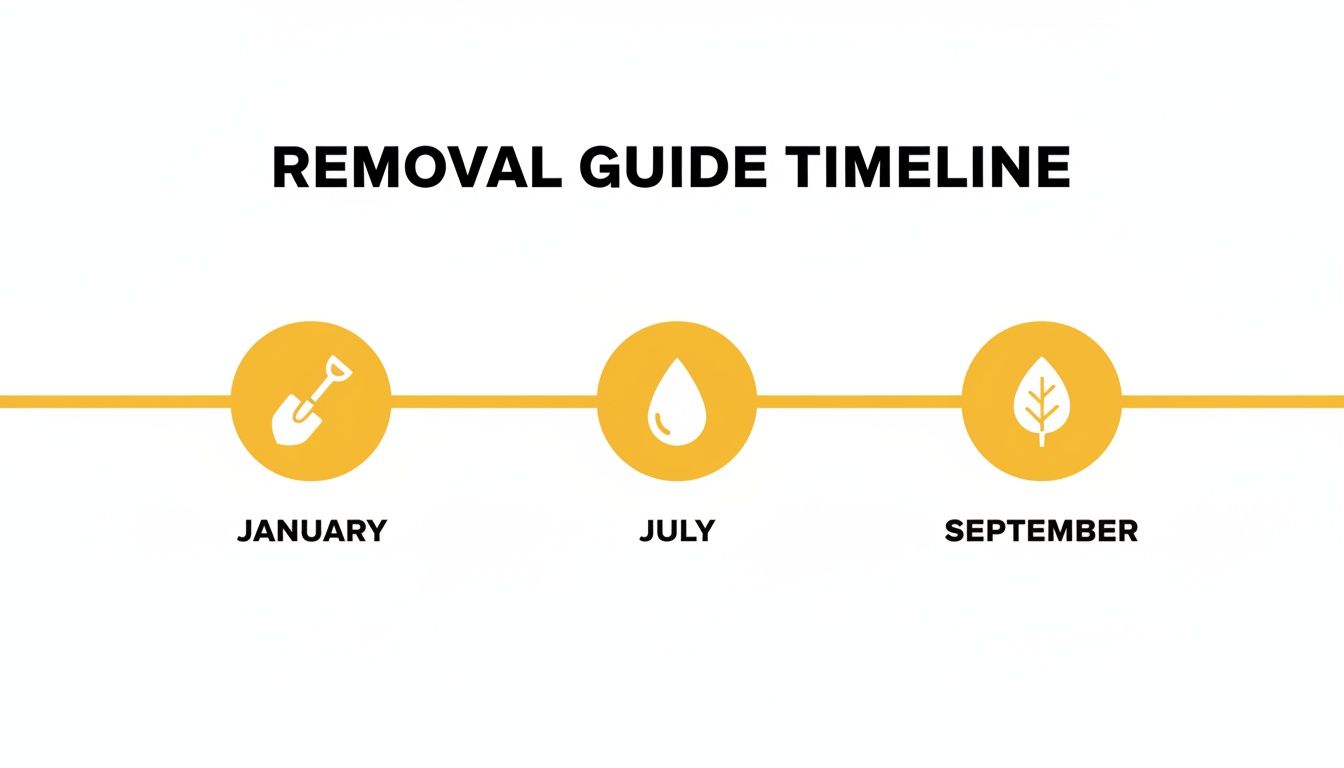 Infographic about best time of year to remove trees