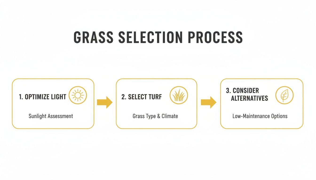 A three-step grass selection process flowchart: optimize light, select turf, and consider alternatives.