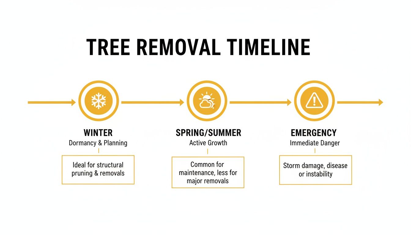 Tree removal timeline showing ideal times: winter for major removals, spring/summer for maintenance, and emergency.