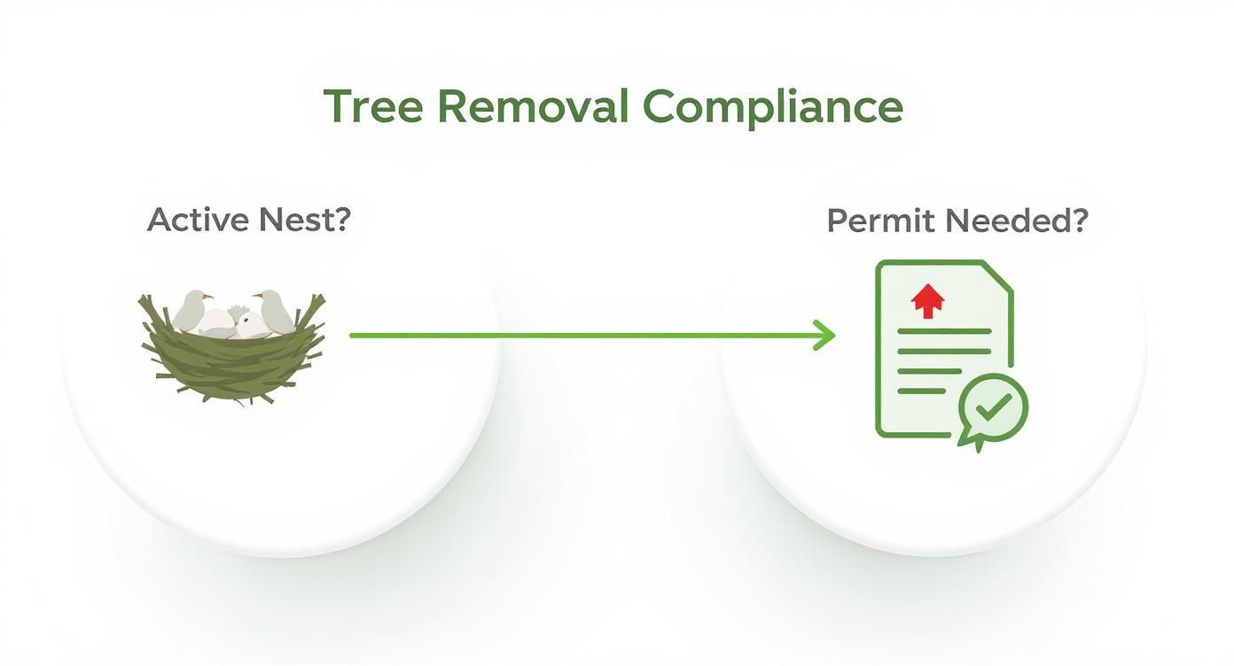 Infographic about best time of year for tree removal
