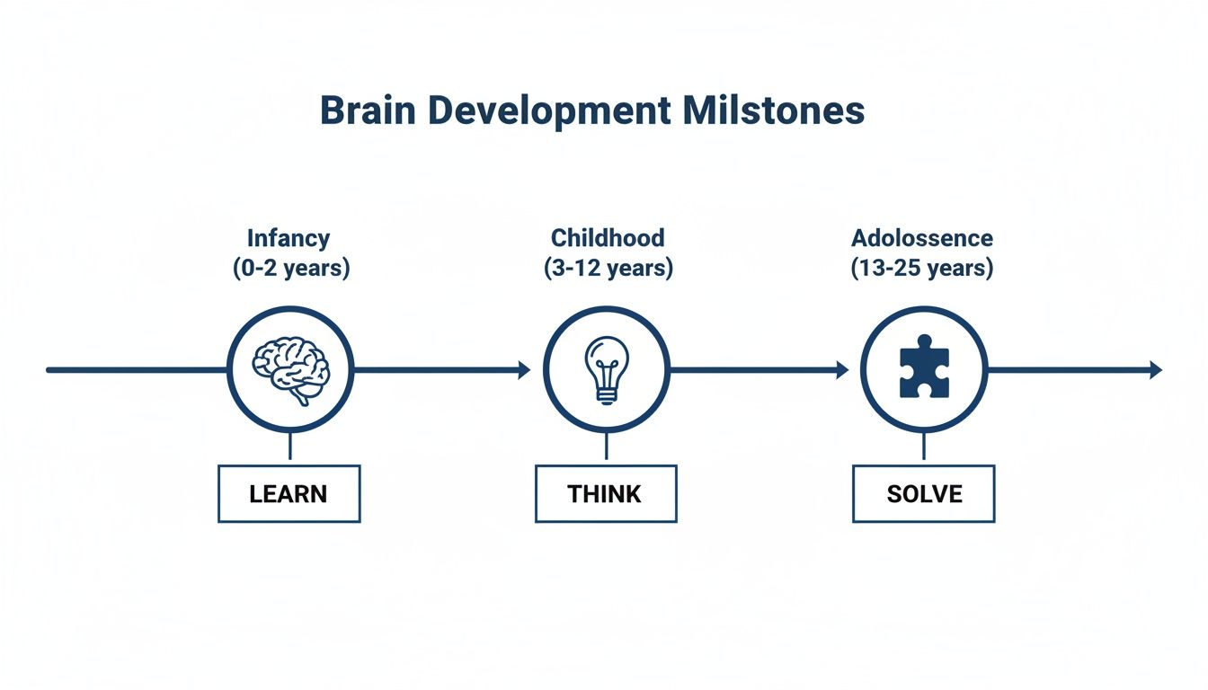 Infographic showing brain development milestones from infancy to adolescence, highlighting learning, thinking, and problem-solving.