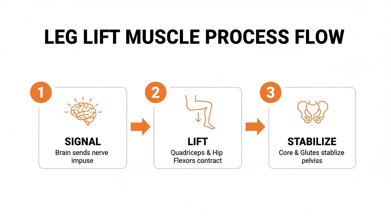 Diagram showing the three-step muscle process for a leg lift: signal, lift, and stabilize.
