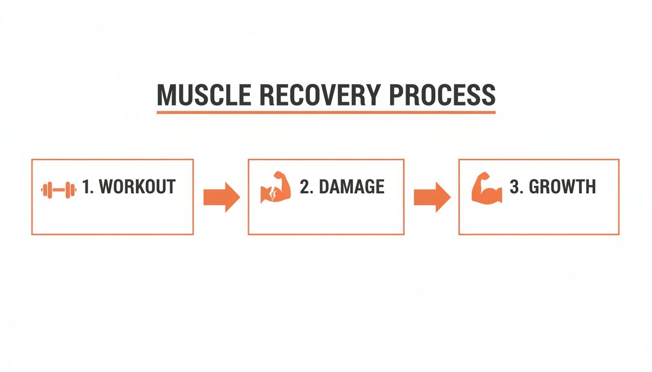 A diagram illustrating the muscle recovery process through three steps: workout, muscle damage, and growth.