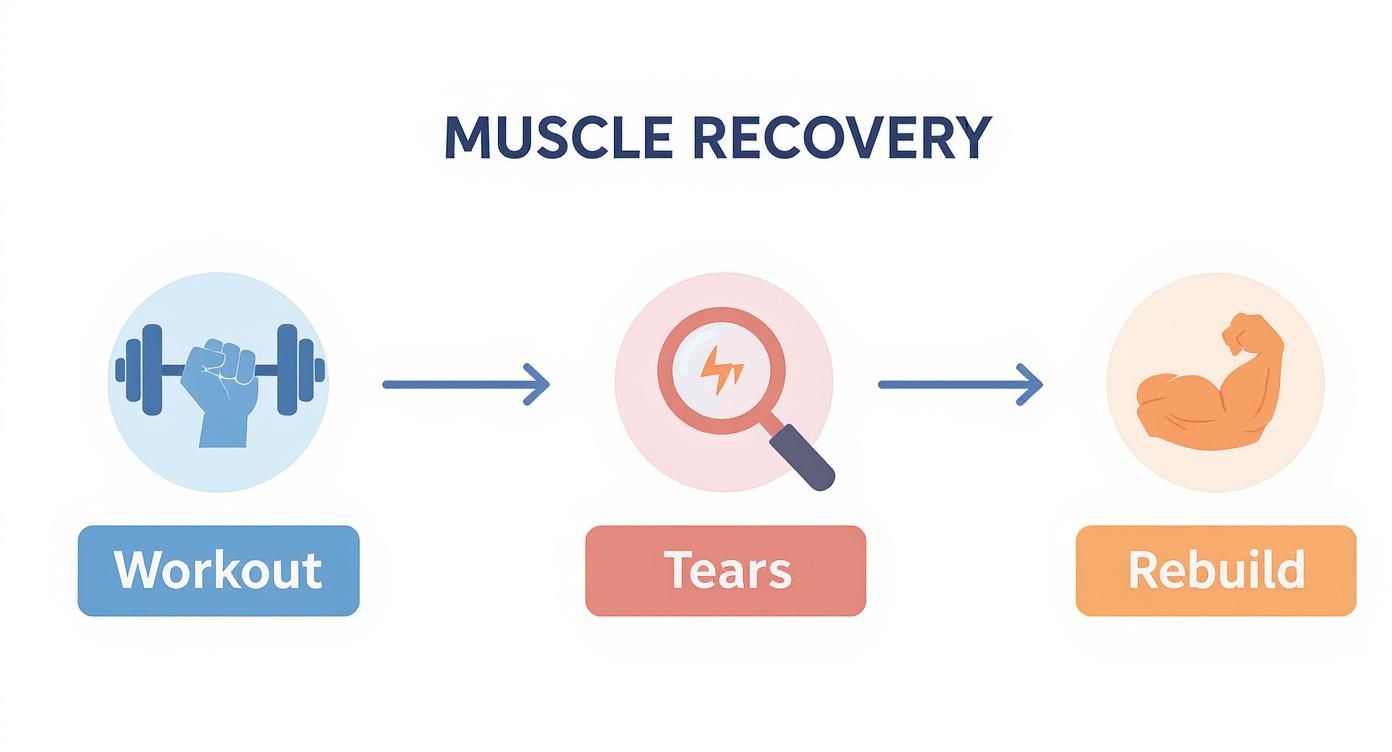 Muscle recovery process diagram showing workout, tears, and rebuild stages with illustrated icons