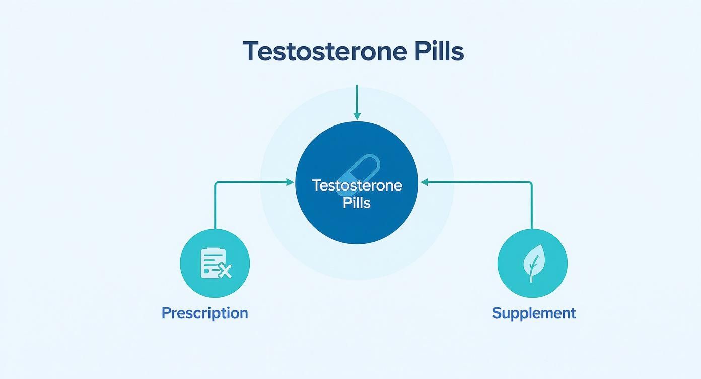 Diagram illustrating testosterone pills categorized into prescription medication and dietary supplements.