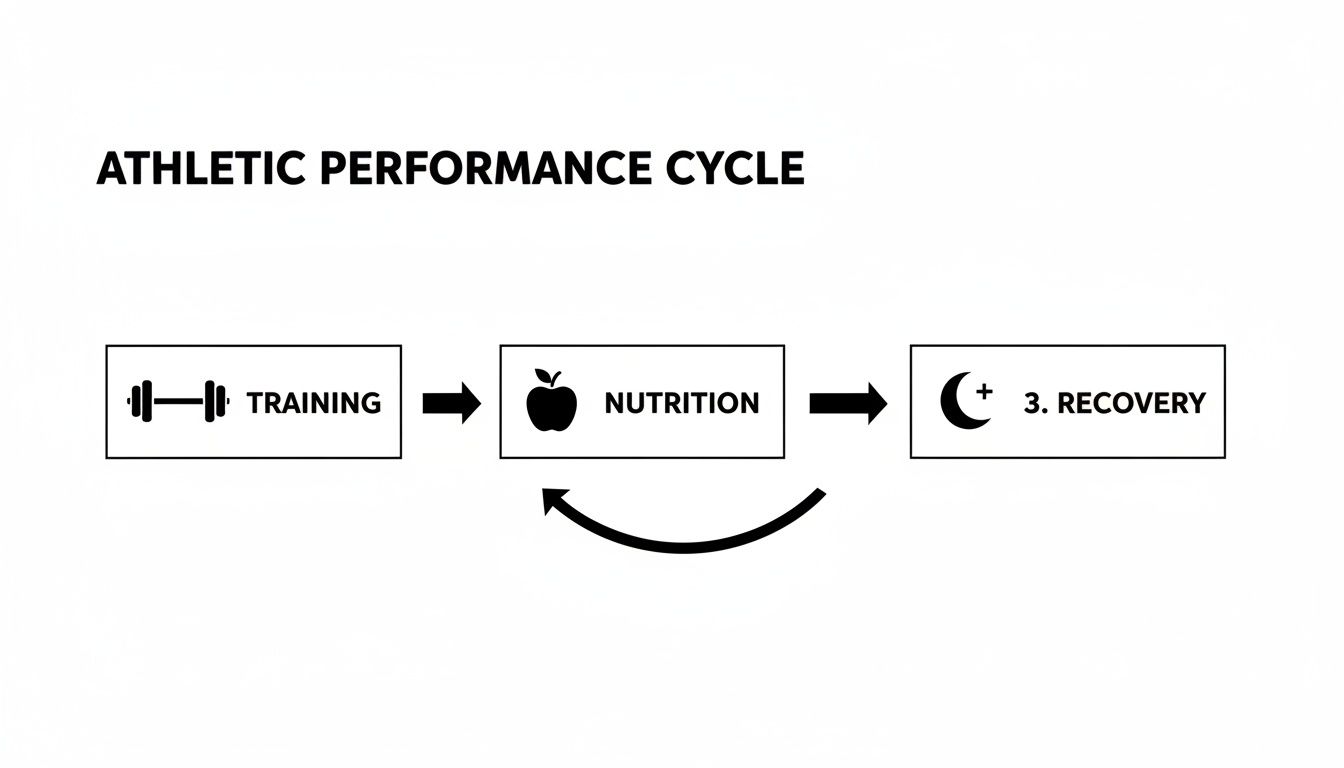 A diagram illustrating the athletic performance cycle, including training, nutrition, and recovery stages.