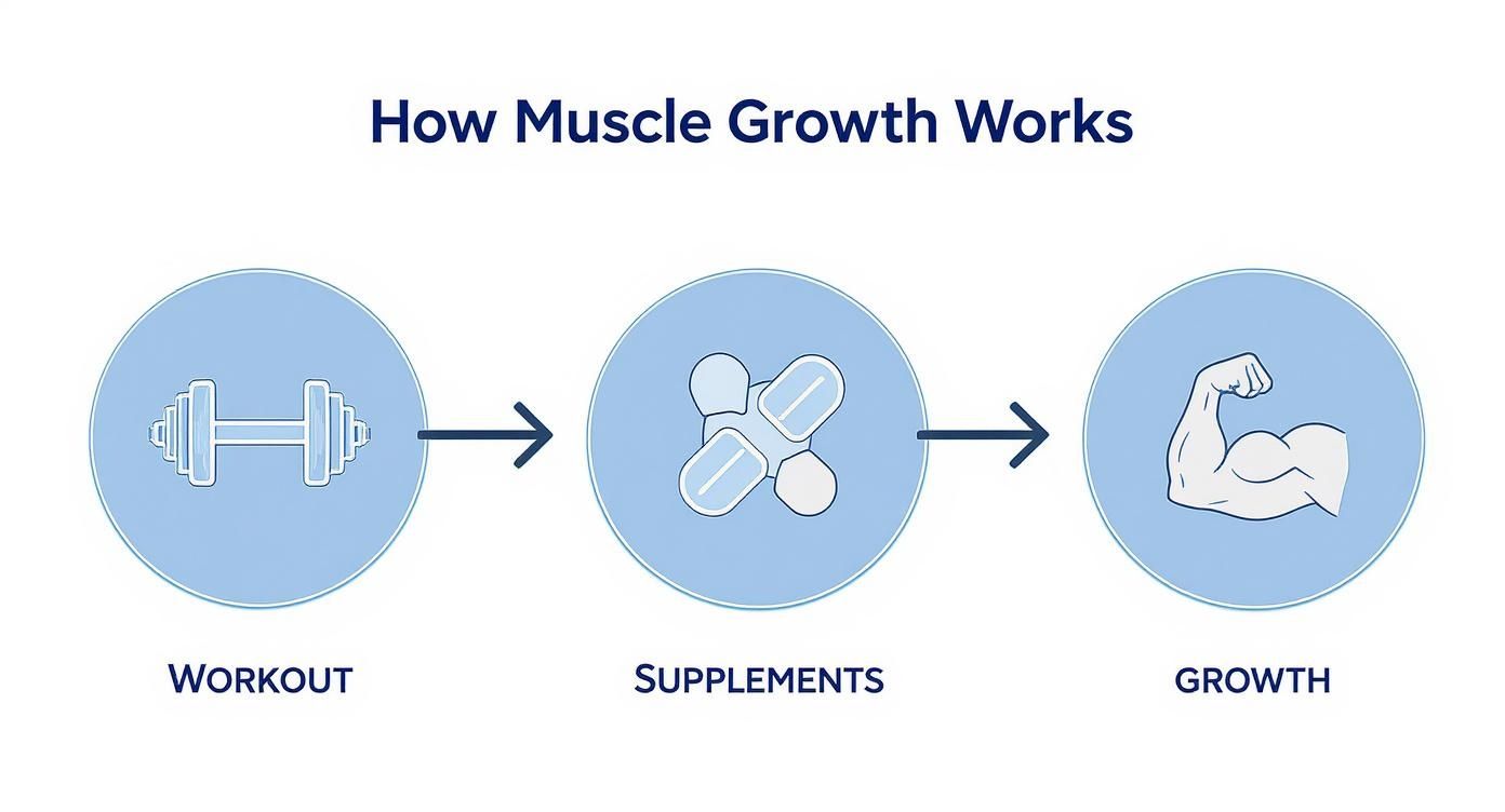 Infographic about muscle growth supplement