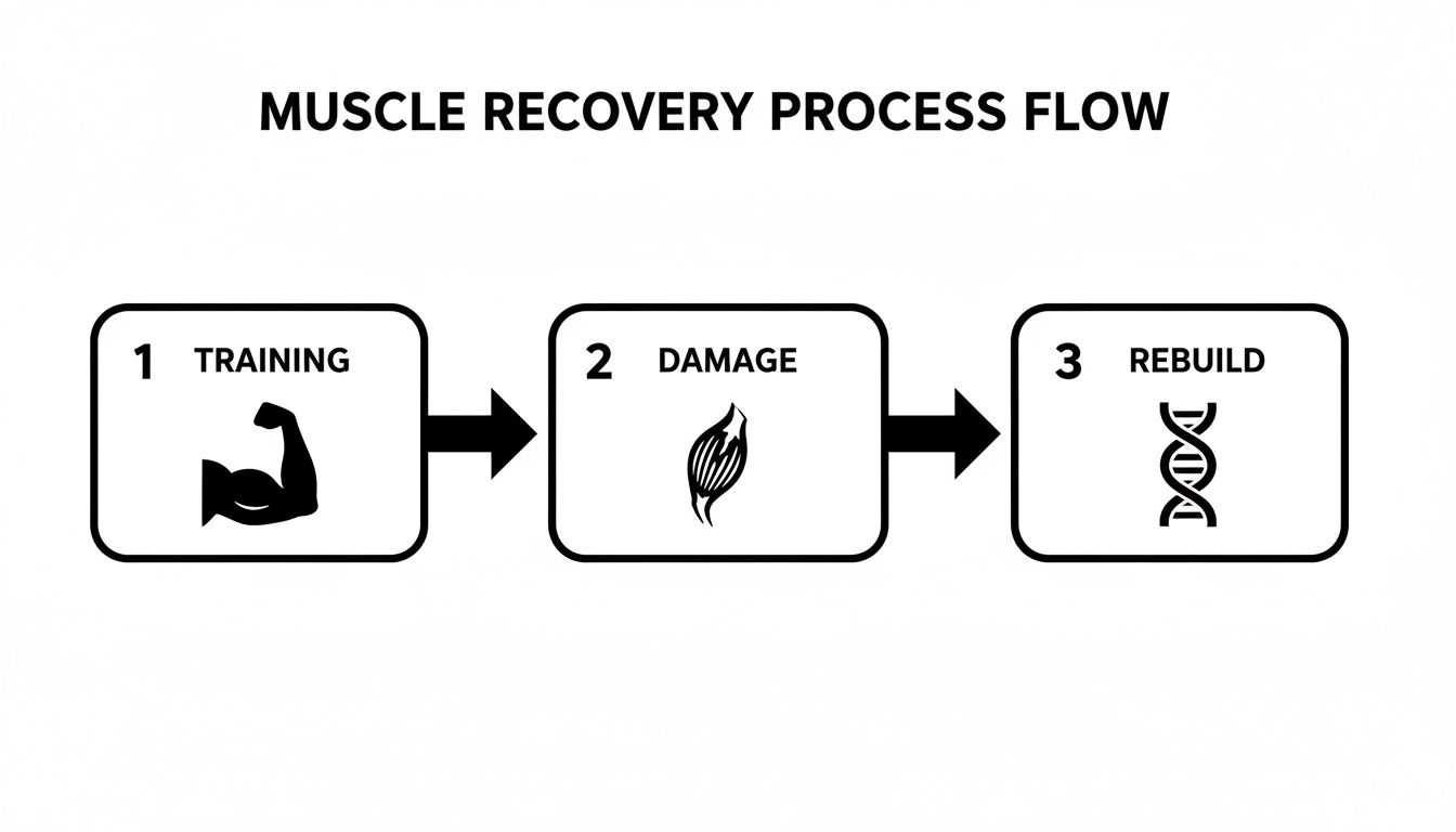 Flowchart illustrating the muscle recovery process: training, muscle damage, and rebuilding.