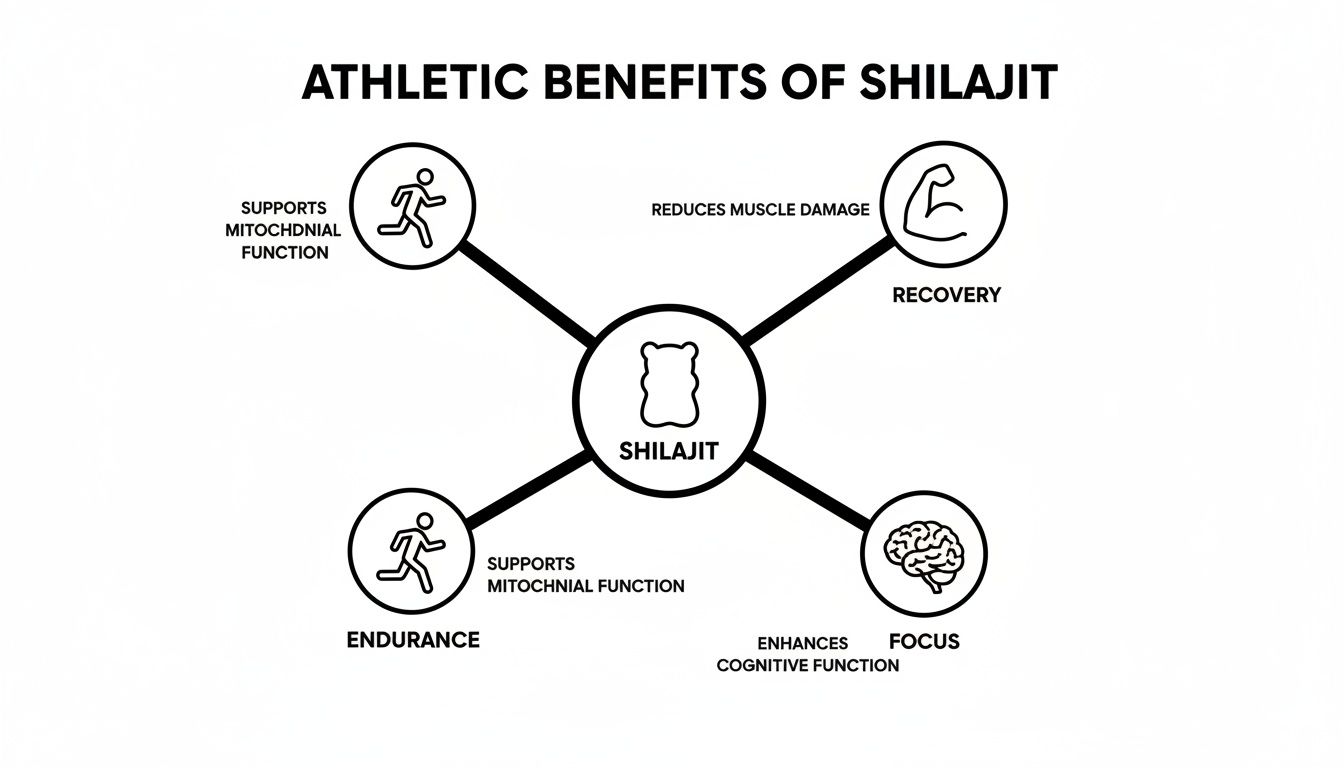 A diagram illustrating the athletic benefits of Shilajit for endurance, recovery, focus, and mitochondrial function.