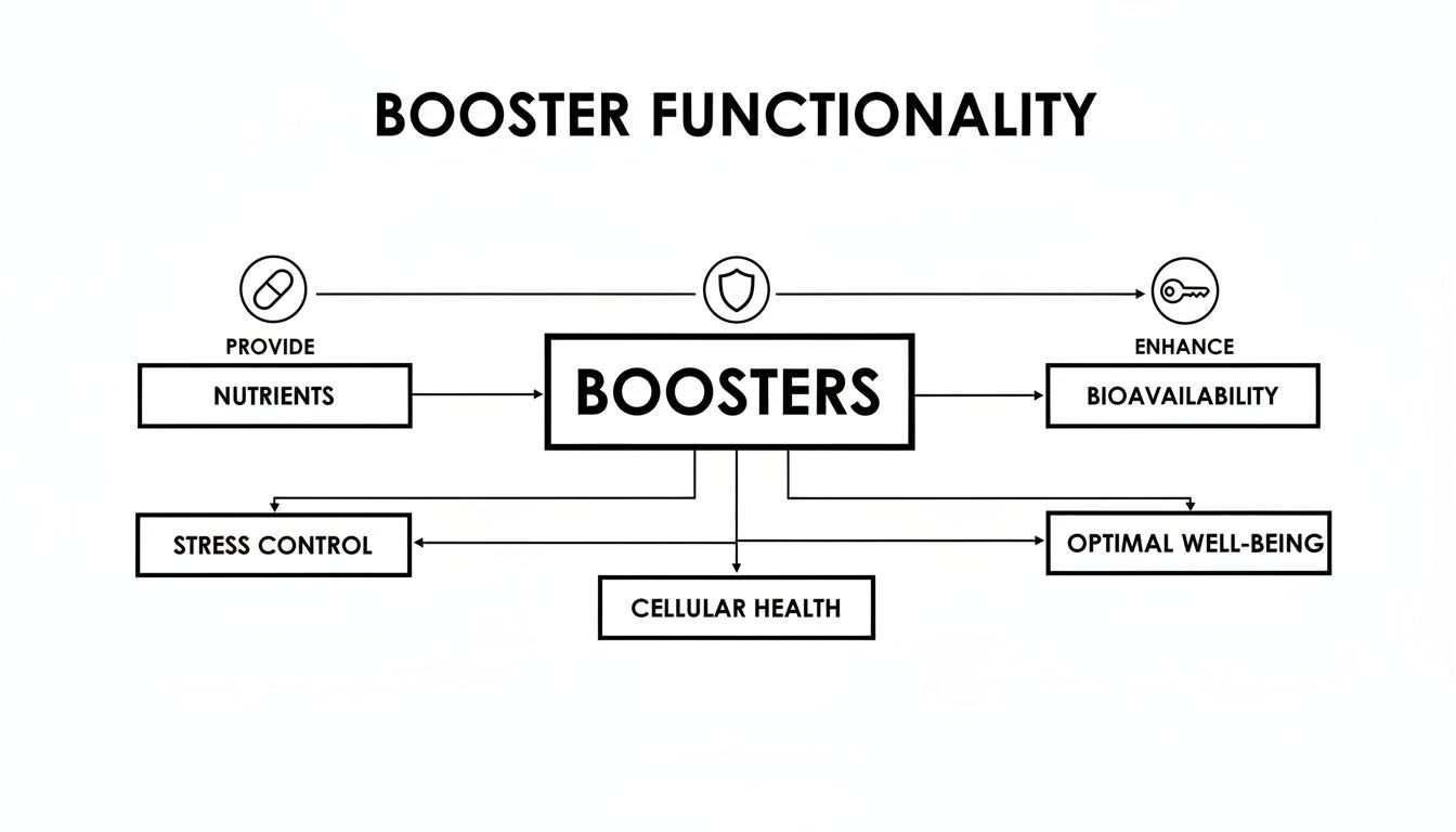 Flowchart illustrating booster functionality, showing how boosters provide nutrients, enhance bioavailability, and support overall health.