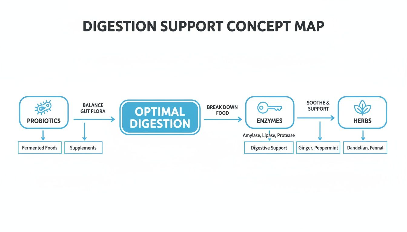 A concept map illustrating natural digestion support using probiotics, enzymes, and herbs for optimal gut health.
