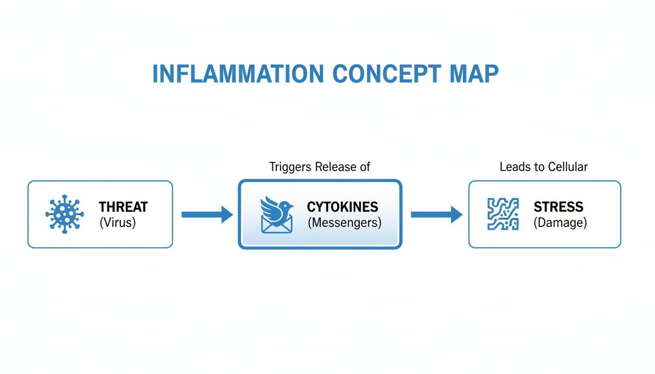 Concept map showing inflammation process: threat (virus) triggers cytokines, leading to cellular stress (damage).