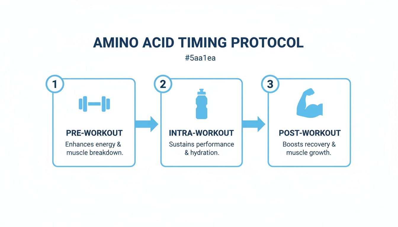 Infographic detailing a 3-step amino acid timing protocol: pre-workout, intra-workout, and post-workout benefits.