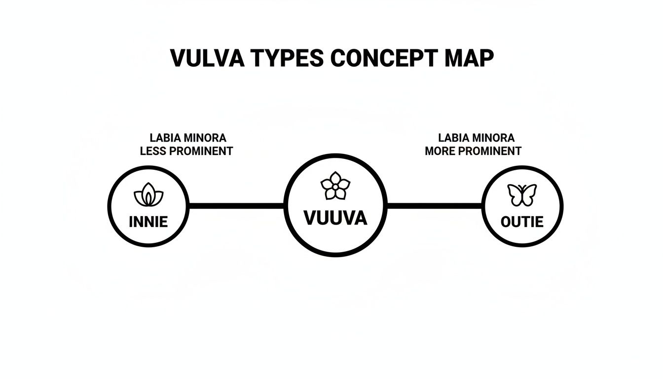 Innie Outie Vagina A Guide To Normal Vulvar Anatomy innie-outie-vagina-a-guide-to-normal-vulvar-anatomy