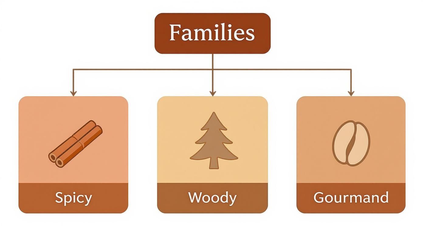 A visual hierarchy displaying scent families: Spicy, Woody, and Gourmand, each with illustrative icons.