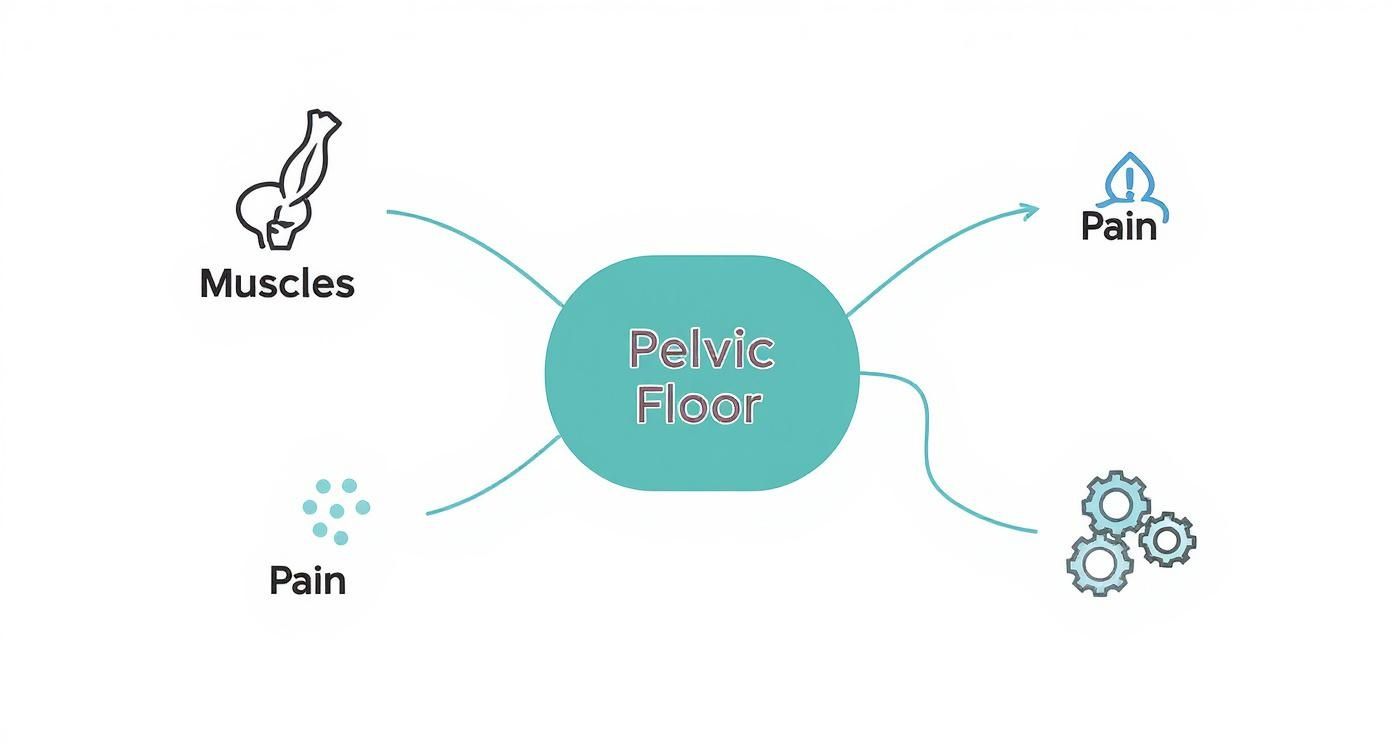 Diagram showing pelvic floor connected to muscles, pain symptoms, and treatment mechanisms