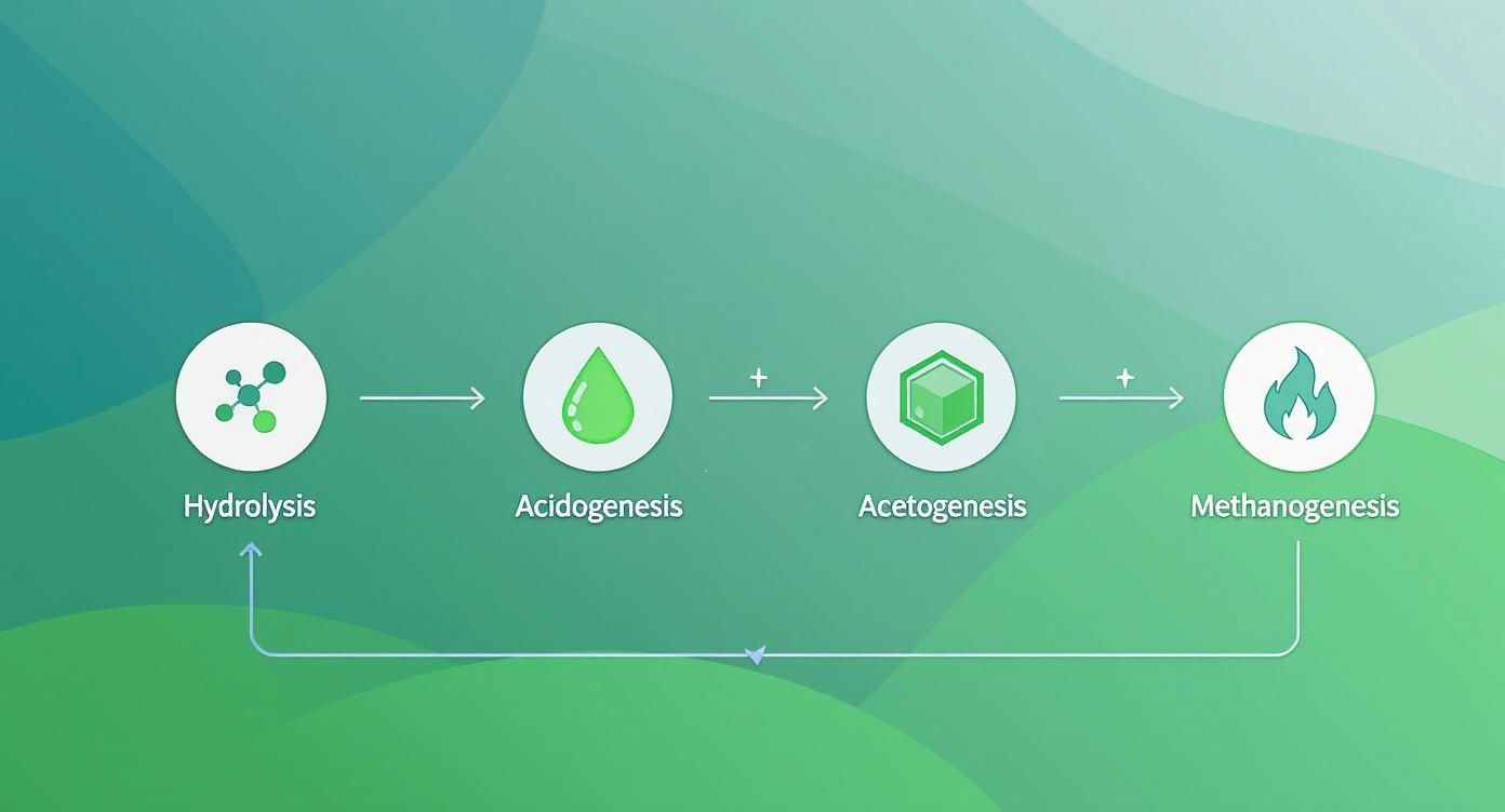 Infographic illustrating the four stages of anaerobic digestion: Hydrolysis, Acidogenesis, Acetogenesis, and Methanogenesis.