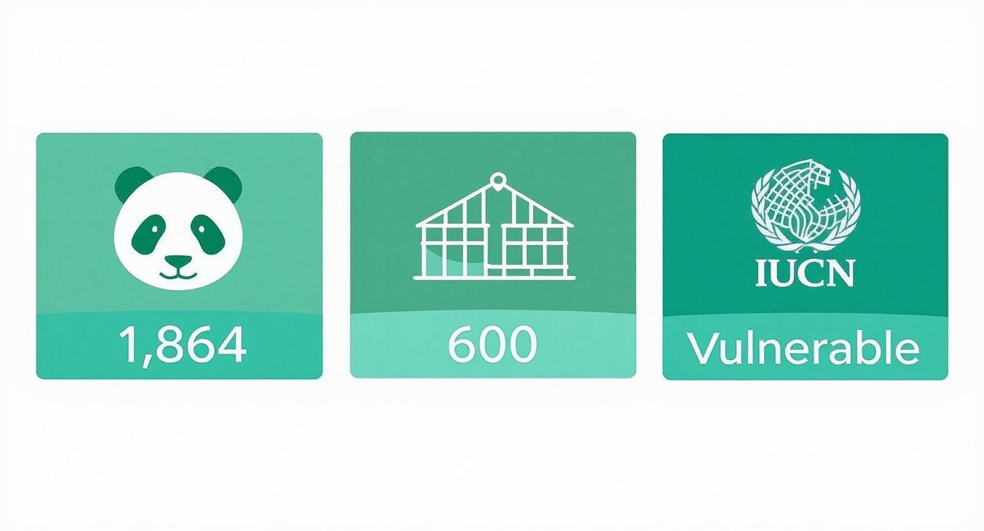 Infographic showing the global panda population stats: 1,864 in the wild, 600 in captivity, and their conservation status as Vulnerable.