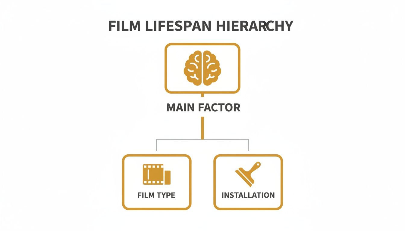 A hierarchy diagram illustrating key factors influencing film lifespan, including film type and installation.