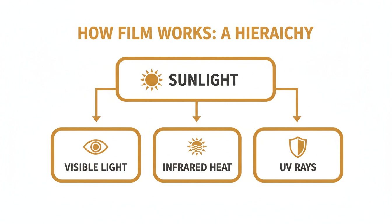 Hierarchy diagram illustrating how sunlight breaks down into visible light, infrared heat, and UV rays.