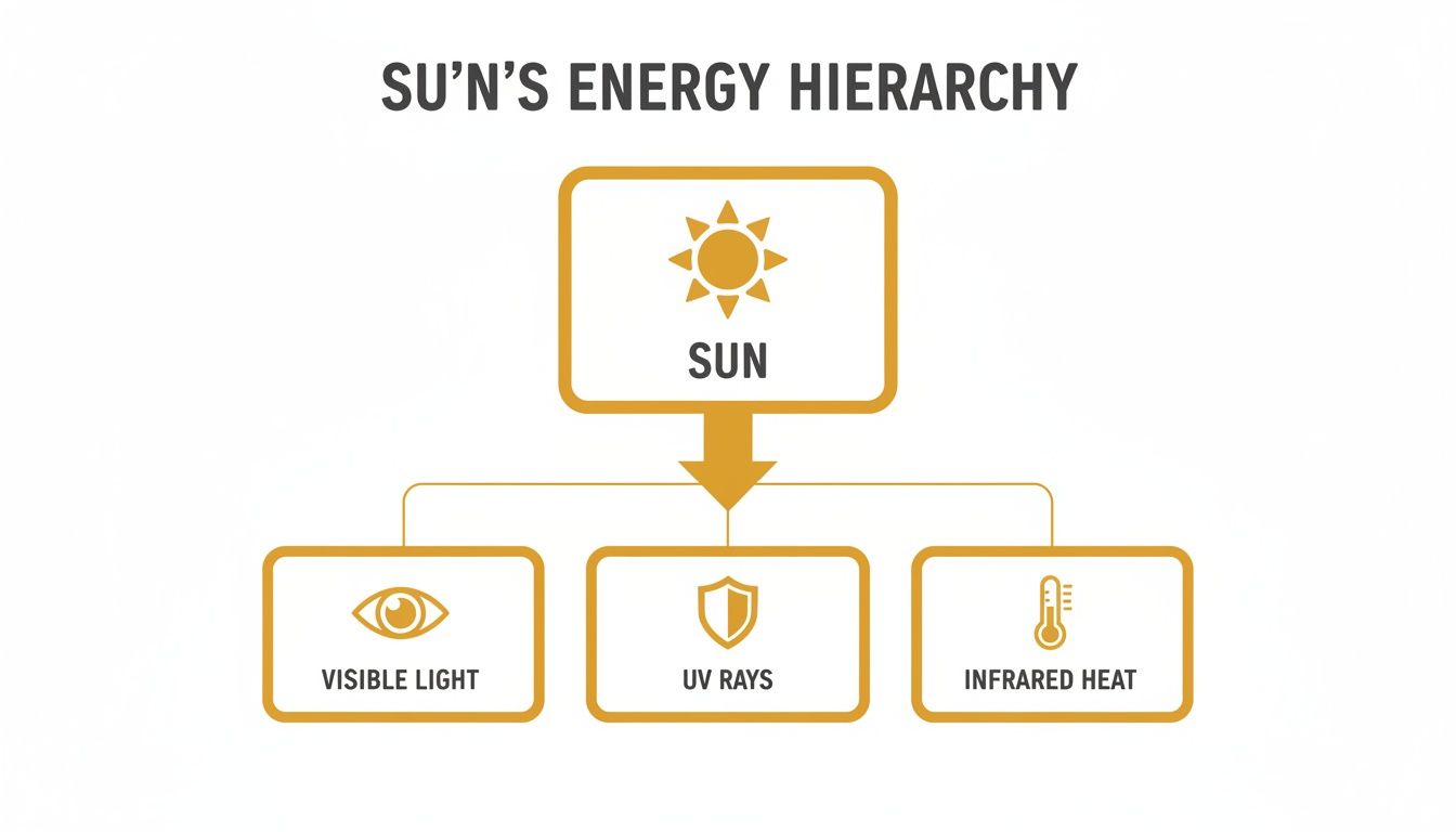 A diagram illustrating the sun's energy hierarchy, breaking down into visible light, UV rays, and infrared heat.