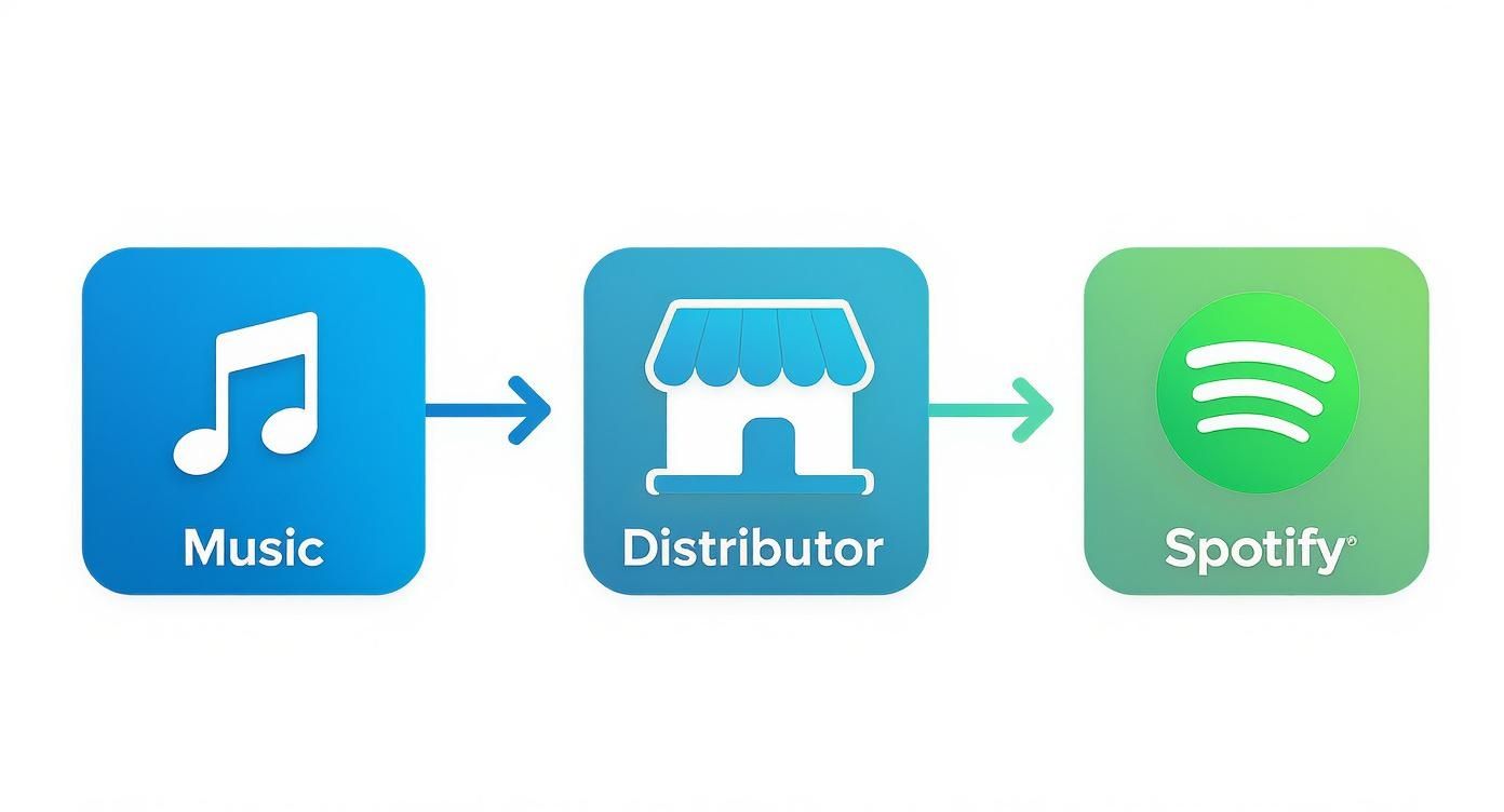 Diagram showing the process of music distribution from an artist, through a distributor, to Spotify.