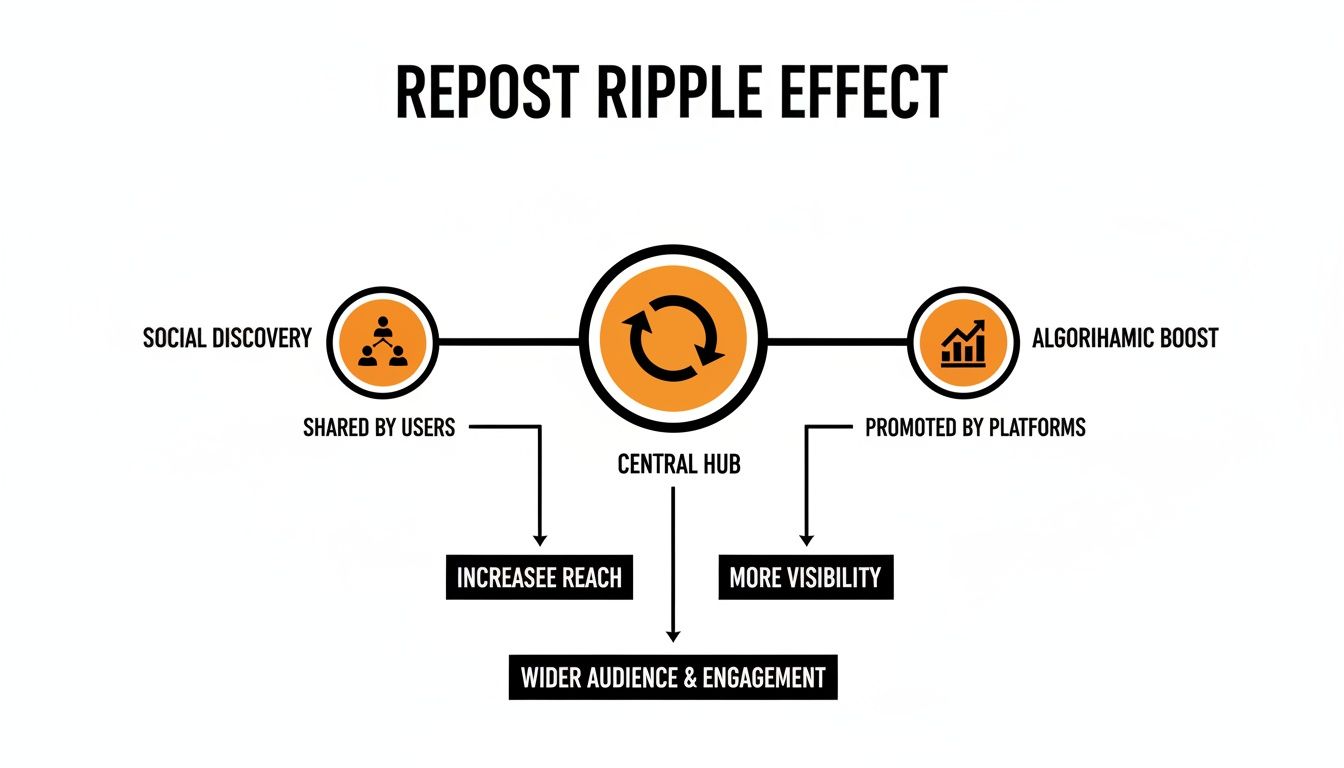 Flowchart illustrating the repost ripple effect, driving social discovery, algorithmic boost, and wider audience engagement.