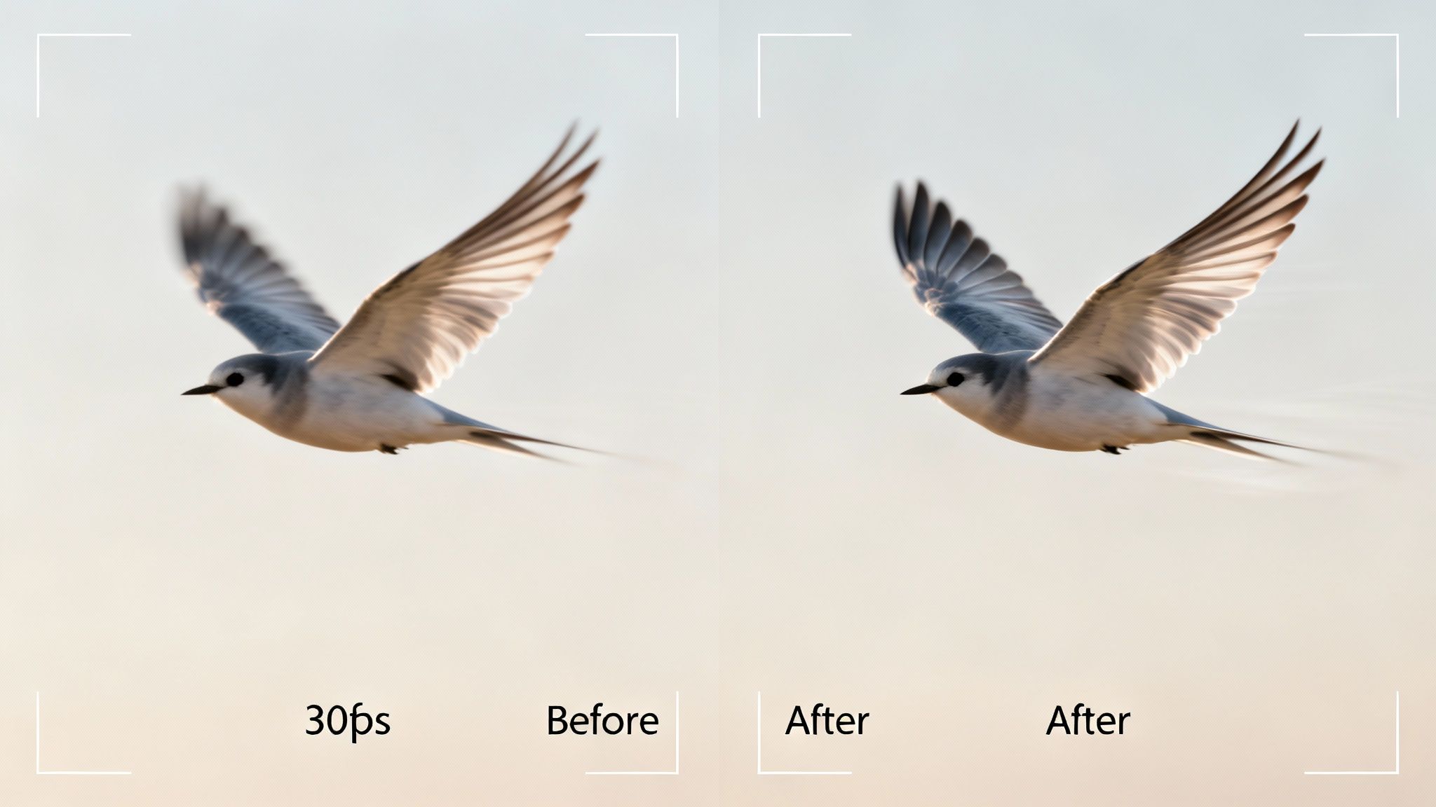 A side-by-side comparison of a bird in flight, showing motion blur before and sharpened wings after processing.