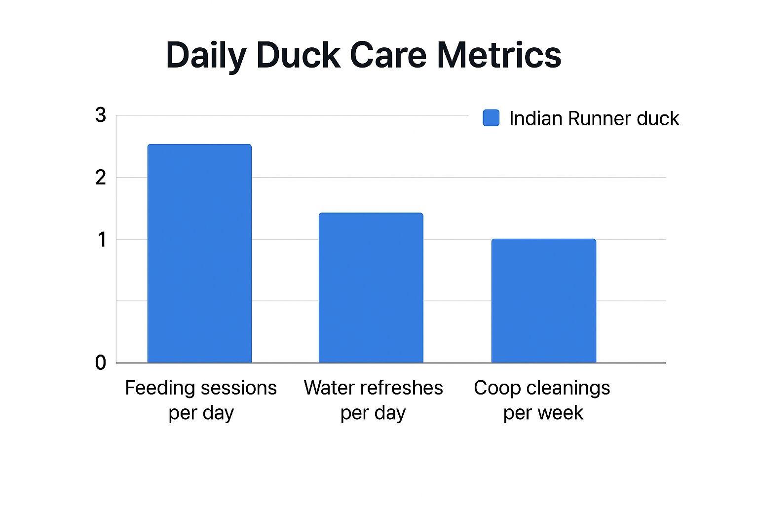 Infographic about indian runner duck care