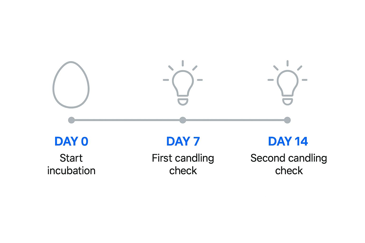 Infographic about how to incubate quail eggs