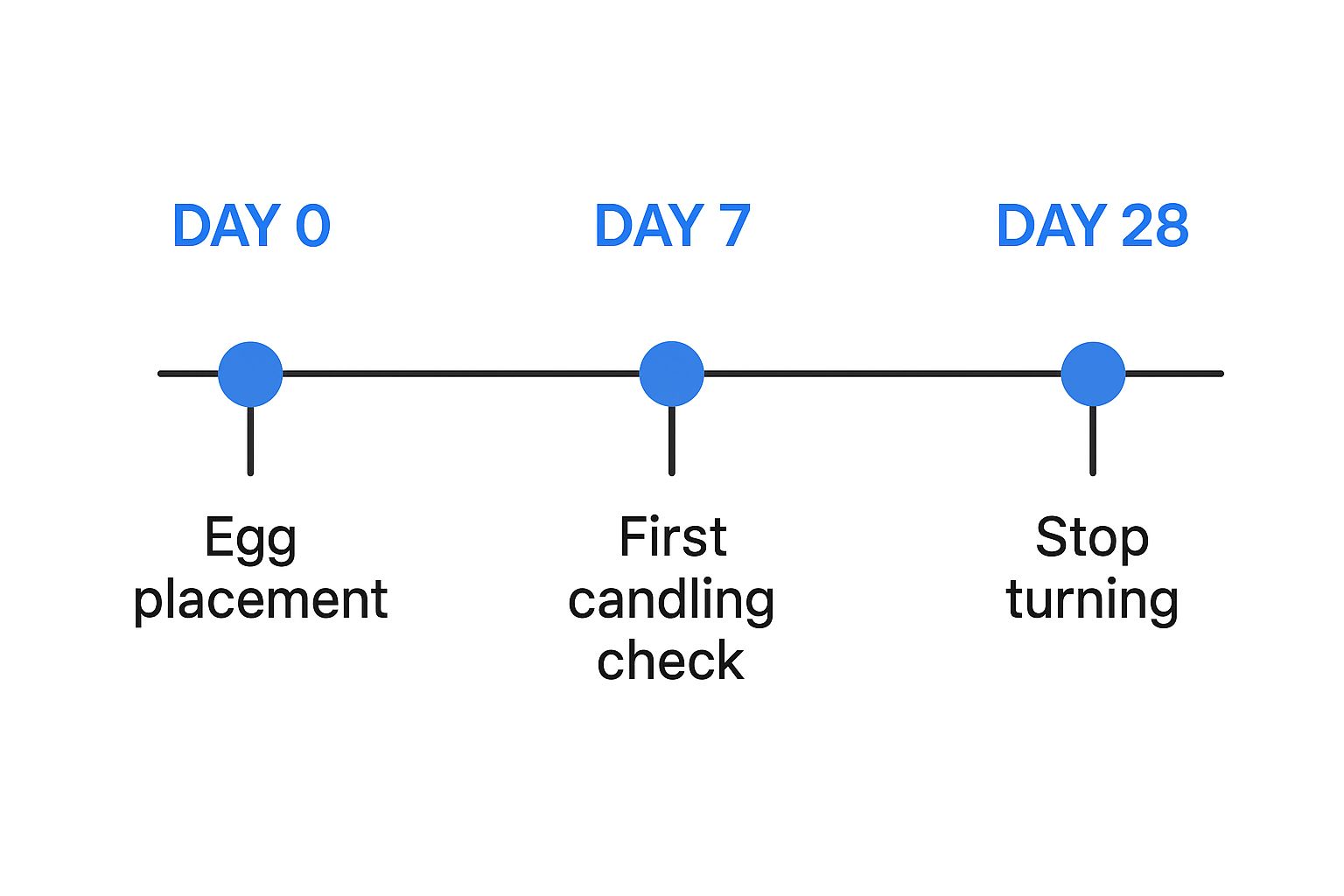 Infographic about how to hatch duck eggs at home
