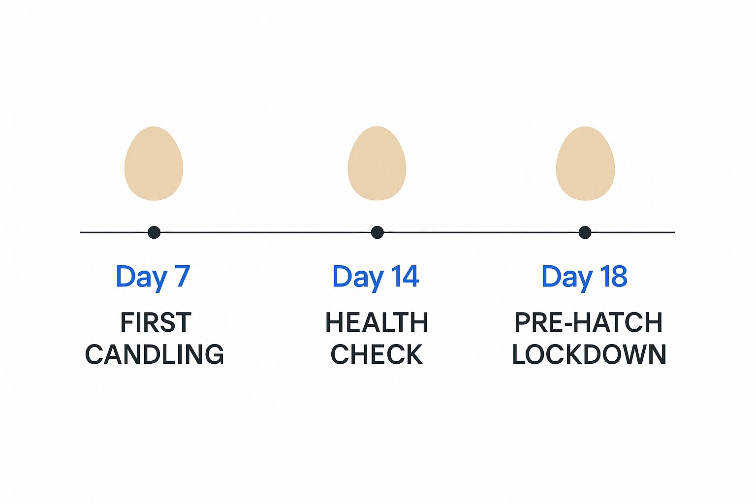 Infographic about how to incubate pheasant eggs