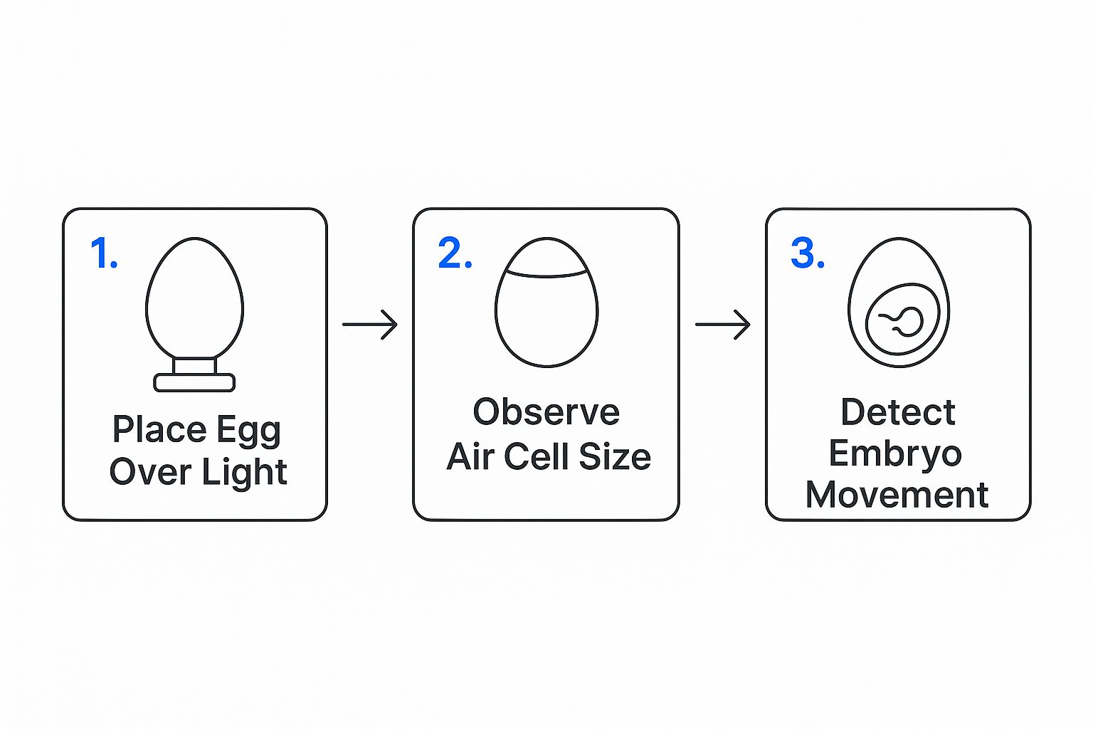 Infographic about candling eggs for fertility