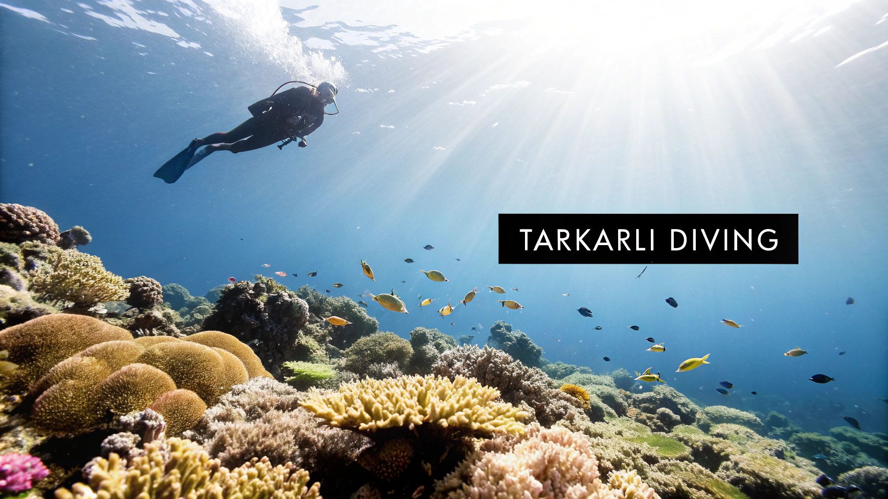 Tarkarli Scuba Diving Packages Your Ultimate Guide 1 Scuba diver exploring vibrant coral reef with tropical fish in clear blue water at Tarkarli