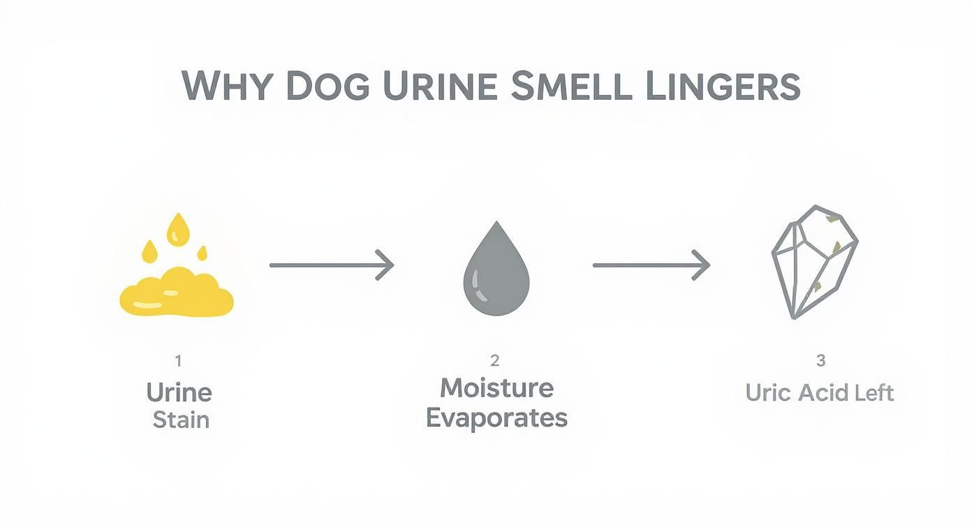 Diagram illustrating why dog urine smell lingers: a urine stain dries, moisture evaporates, leaving uric acid crystals.