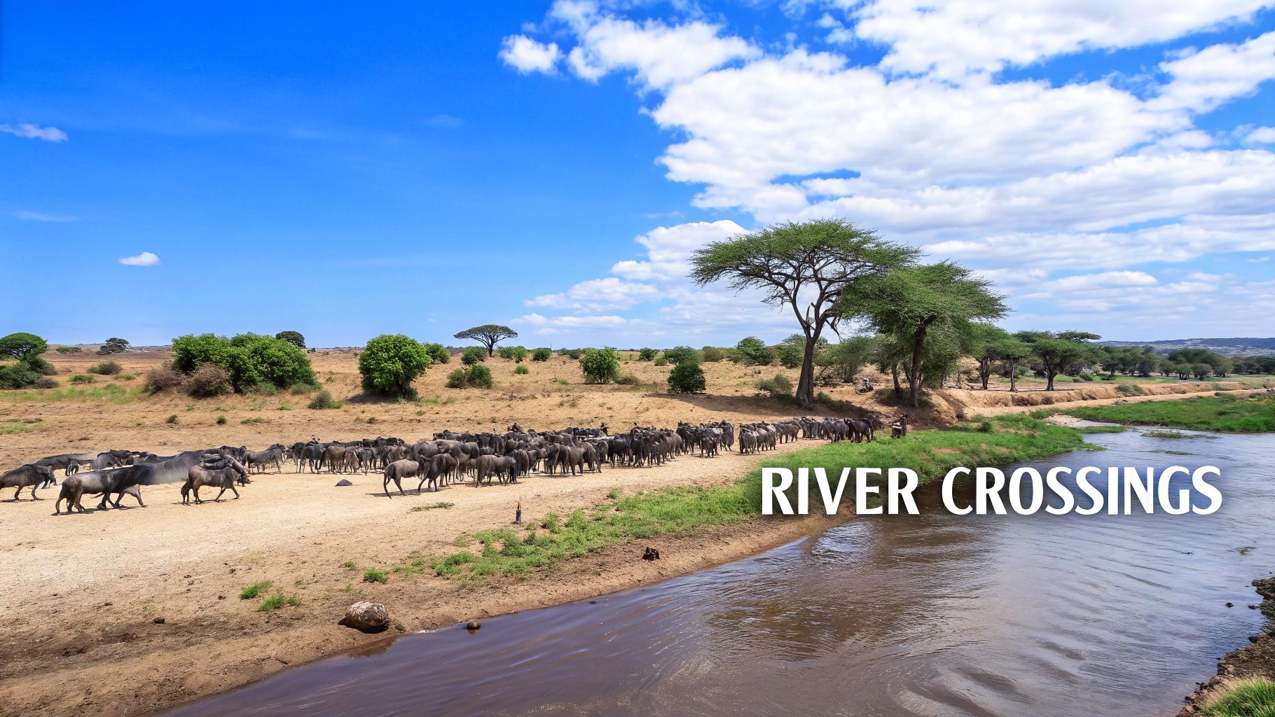 A large herd of wildebeest gathers on a dry riverbank, preparing for a river crossing under a blue sky.