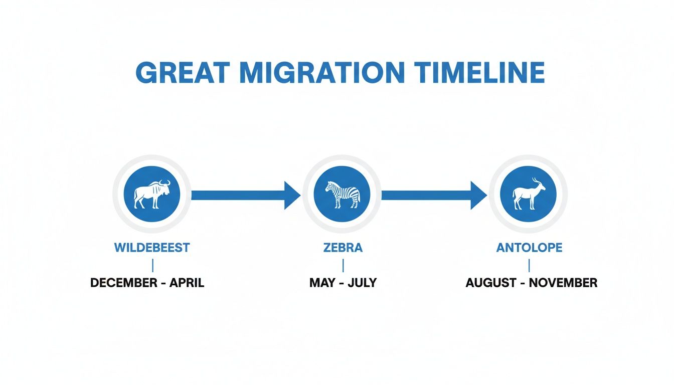 A Great Migration timeline showing wildebeest from December to April, zebra from May to July, and antelope from August to November.