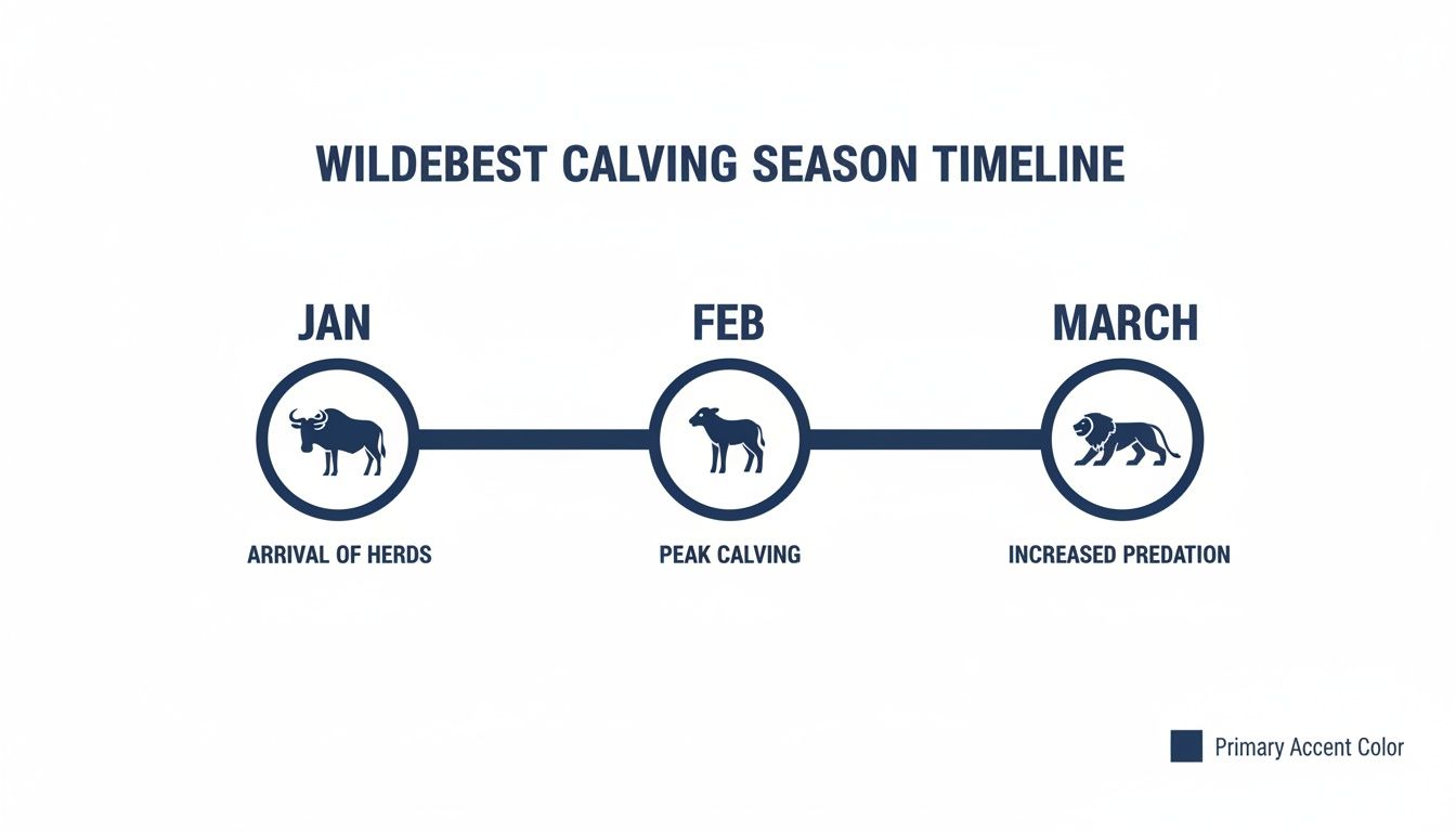 Infographic timeline of wildebeest calving season highlighting arrival, peak calving, and predation months.