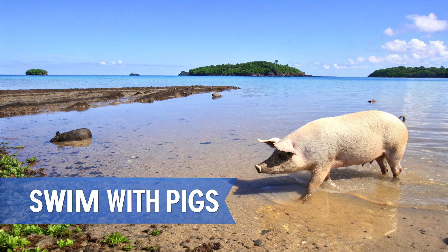 Pig wading in shallow tropical beach water with green islands in background