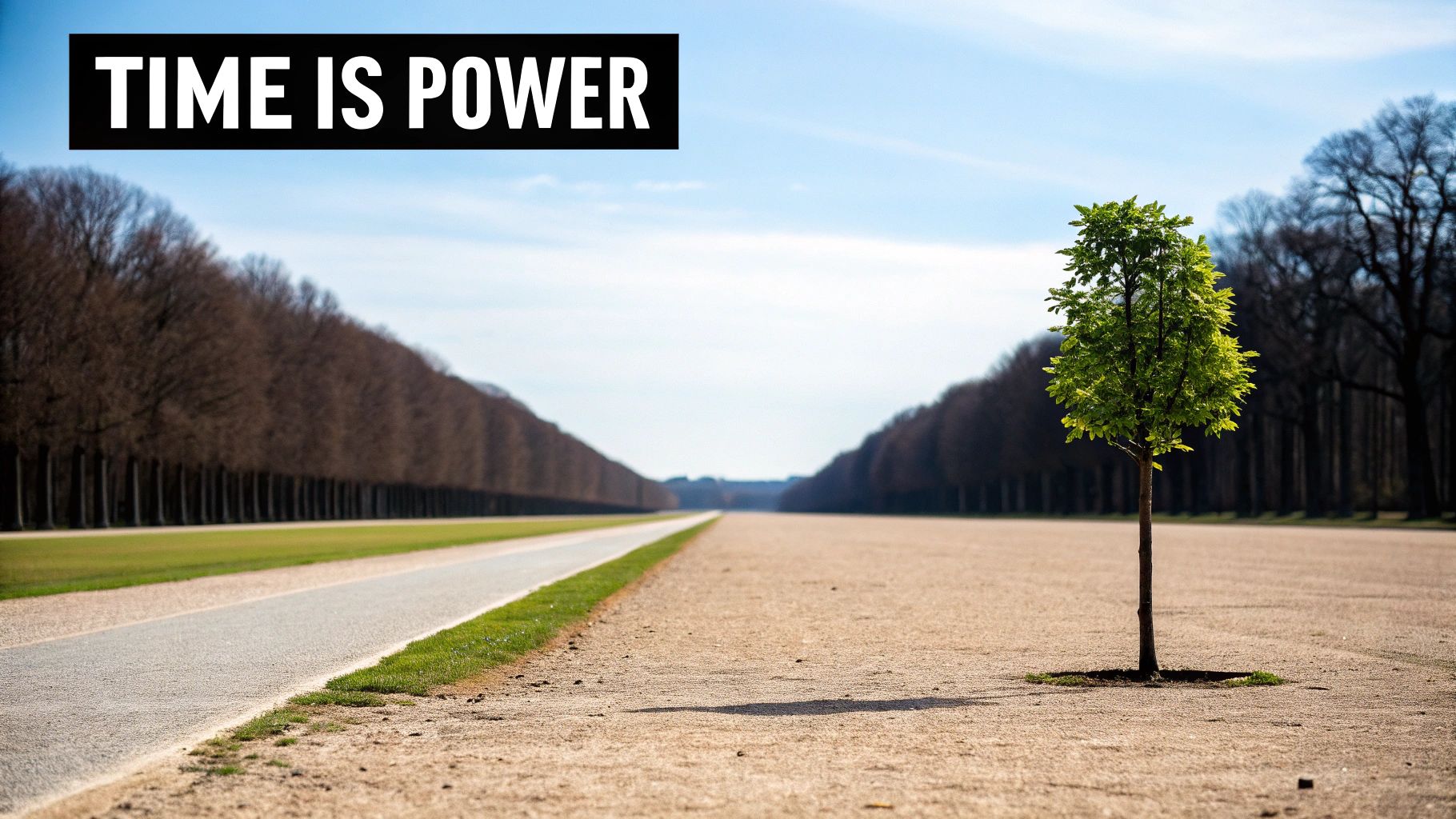 A vibrant green tree stands alone on a sandy field, with a long avenue of bare trees.