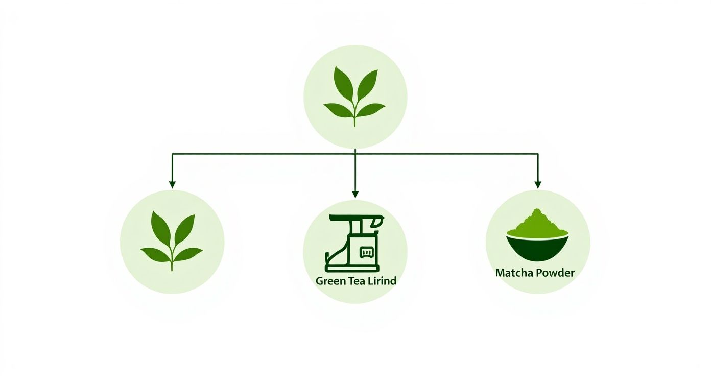A Guide to Matcha Tea Powder – Wellness Apothecary